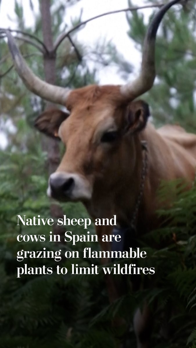 A land collective in Spain is turning to native goat, sheep and cattle populations to reduce the risk of wildfires in the Galicia region. The centuries-old wildfire prevention technique helps clear flammable undergrowth through grazing on the land.