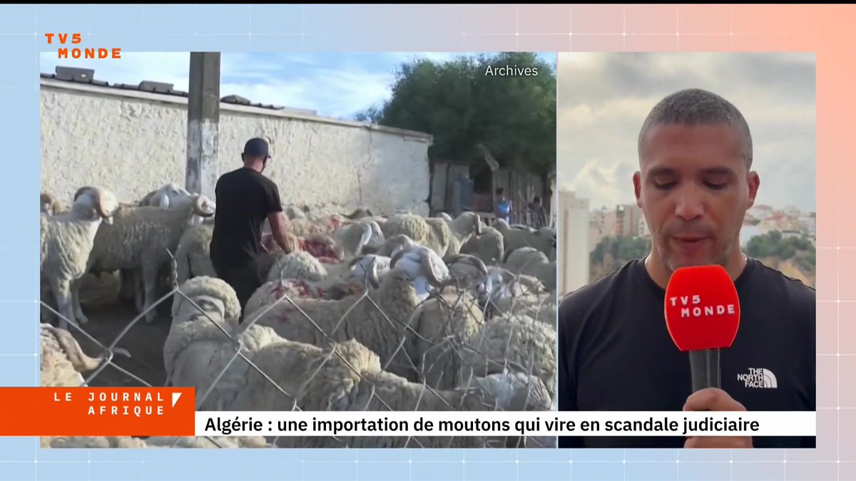 En Algérie, l’importation de plus d’un million de moutons pour l’Aïd-el-Kébir tourne au scandale. Cette opération, présentée comme une mesure phare du président Tebboune contre la flambée des prix, fait aujourd’hui l’objet d’une enquête judiciaire. Correspondance Khaled Drareni