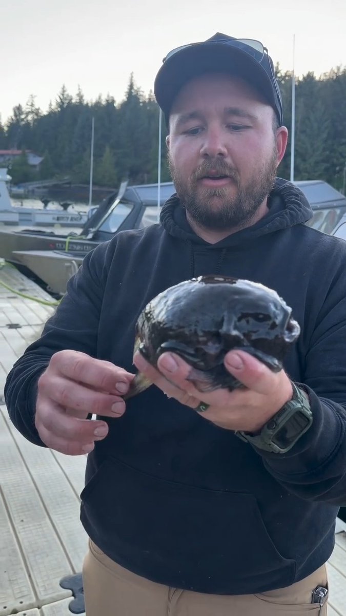 Any guesses on what this crazy fish is? More cool stuff to be seen in Alaska. 📸@caldermountainlodge #ITSINOURBLOOD #outdoors #Alaska #fish #fishing
