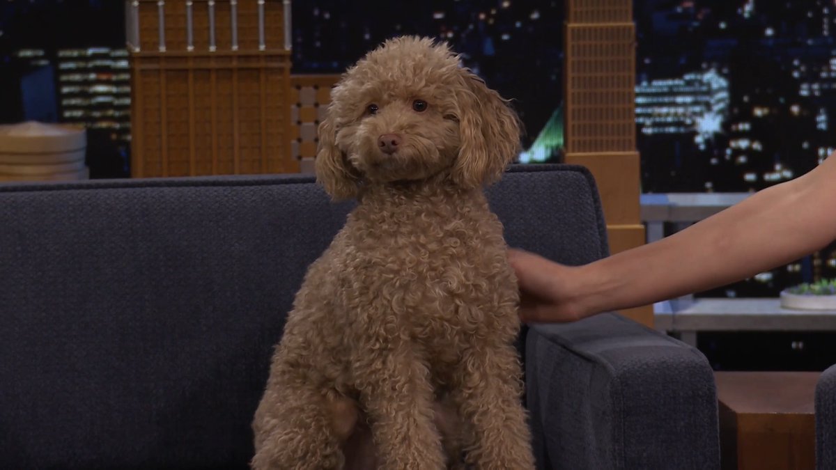 Millie Bobby Brown brought her puppy Winnie to the Tonight Show 🥹 #FallonFlashback