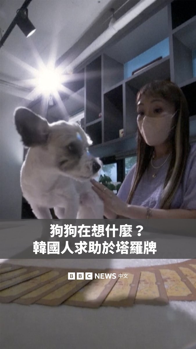 “我真的很好奇它在想些什么。” 在韩国,小众的“宠物塔罗”服务正在兴起,一些饲主希望借此了解宠物的情绪与行为。宠物会透过嗅闻或用爪子触碰塔罗牌,由塔罗师根据宠物选择的牌进行解读。