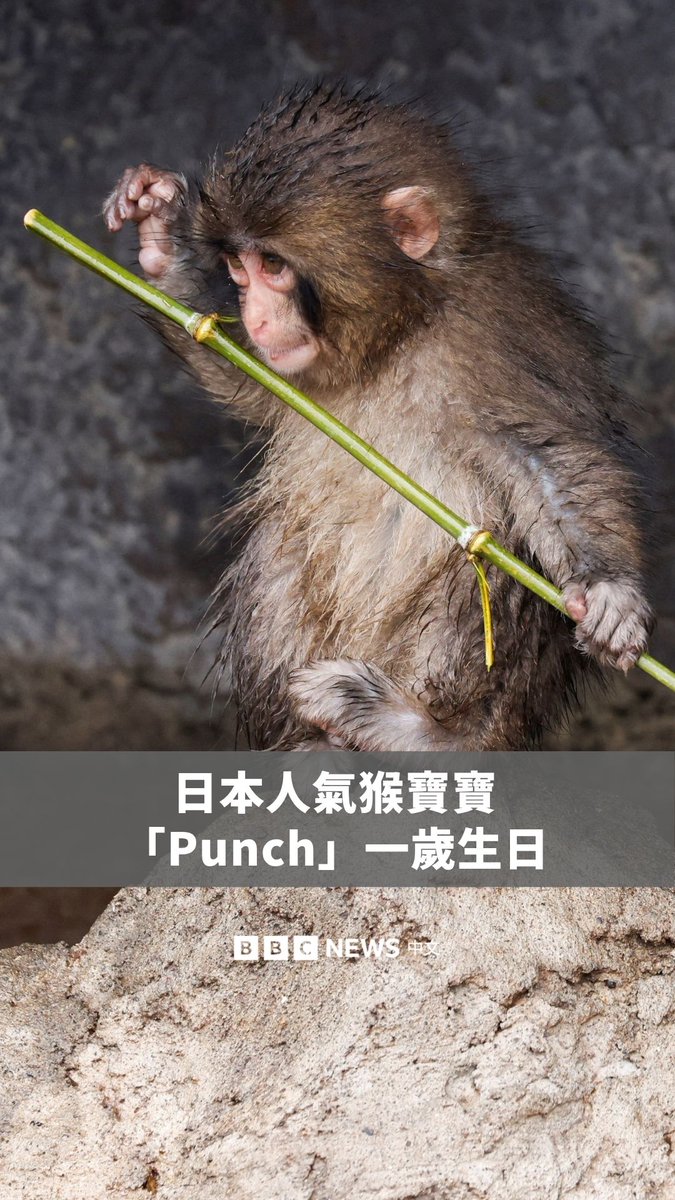 🐵日本千叶县市川市动植物园的人气猴子“Punch”于7月26日迎来一岁生日，来自世界各地的祝福也纷纷涌入。园方表示，截至生日前夕，已收到超过2,500张生日卡片。