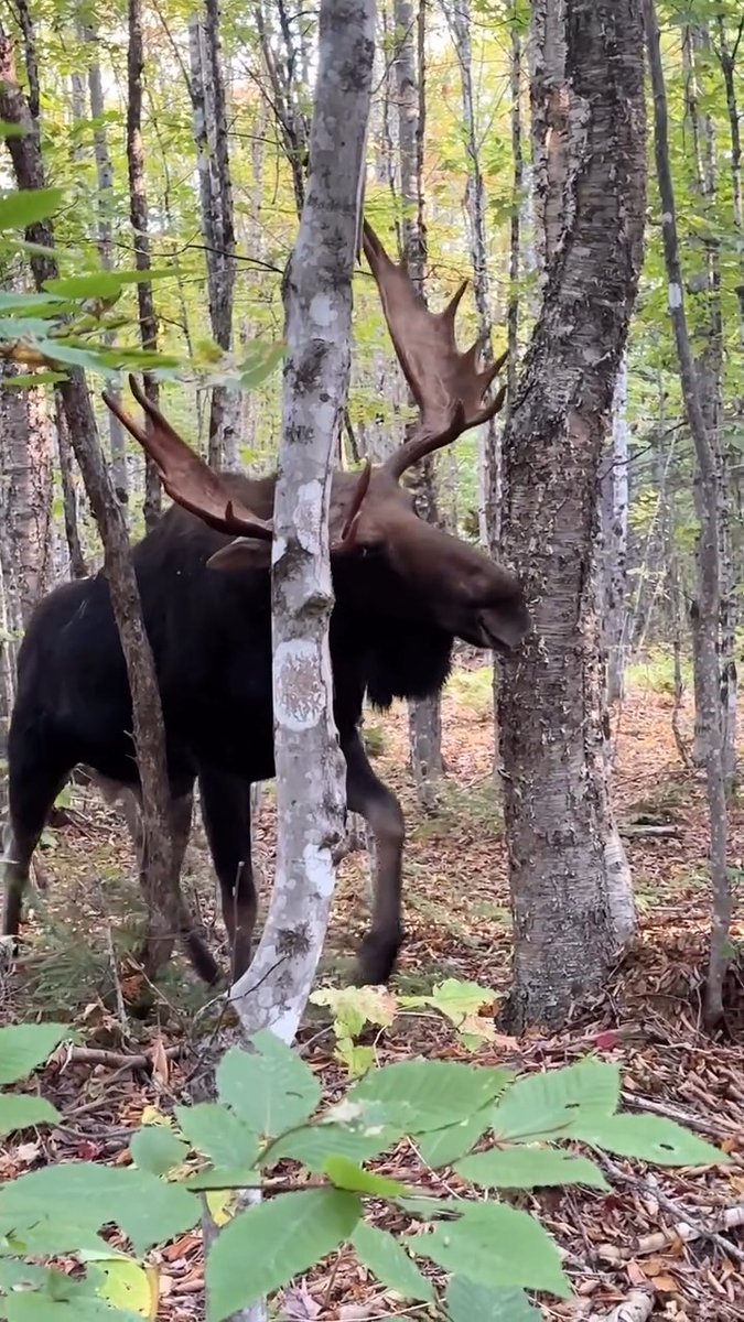 "Wildest moment of my life 😳" What incredible footage captured by @allagash.antlers #ITSINOURBLOOD