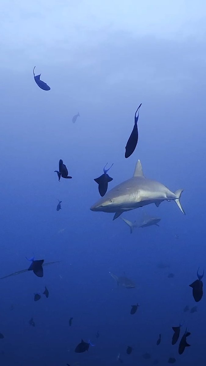 🎥 + 💭: IG @/oceanscollin “As kids, many of us were taught to fear sharks. Movies, television, and headlines made them out to be ruthless predators lurking beneath the surface. Then I met them. What I found were some of the most peaceful, curious, and misunderstood animals I've ever had the privilege of being in the presence of. Sharks aren't the monsters we grew up fearing. They're an essential part of a healthy ocean and a reminder that wild places still exist. This Shark Week, maybe it's time we stopped being afraid of the wrong things.” 🦈 #SharkWeek continues TONIGHT at 8P on Discovery #MarineMonday #Maldives