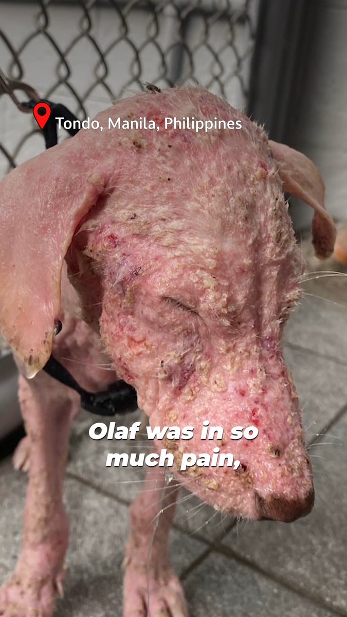 You won't believe this is the same dog 🥹💖 Olaf was in heartbreaking condition when PETA Asia rescued him. After getting the care, treatment, and love he desperately needed, he's now healthy, thriving, and almost unrecognizable—in the best possible way!