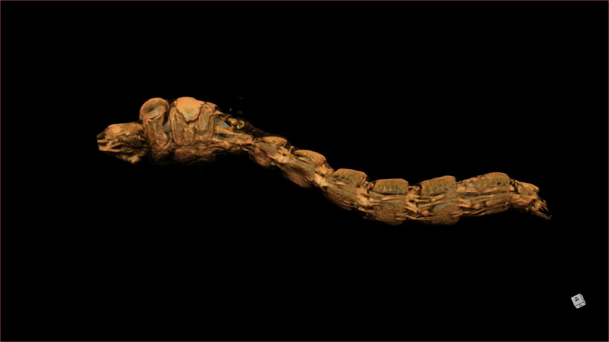 A tiny fly larva living in one of Africa's deepest lakes has evolved air-filled organs strong enough to withstand pressures found more than 200 meters underwater, according to a new Science study. The findings challenge a long-standing explanation for why insects have never colonized the open ocean.