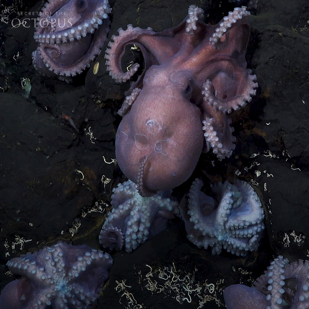 Off Costa Rica's coast, scientists discovered a brand-new species of octopus clustered in one spot. Over 100 Dorado octopuses appear to have chosen this location with a common goal: to secure the next generation. #SecretsOfTheOctopus is now streaming on Disney+ and Hulu.