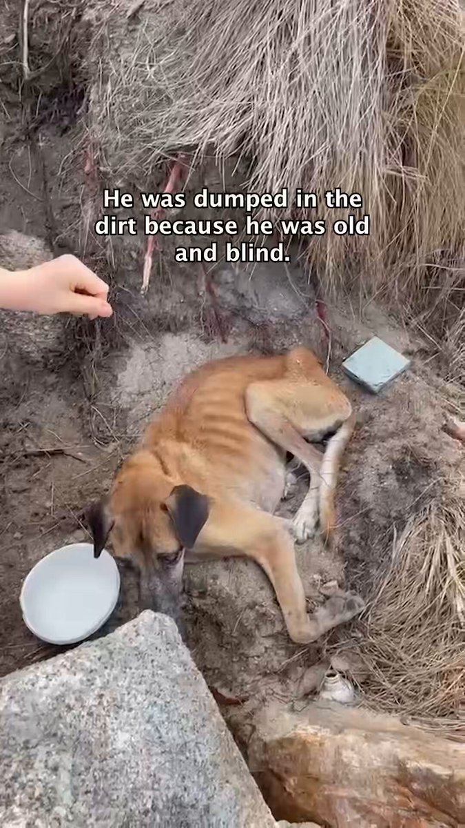 Rocky and his new family. What a comeback. Look at him digging his little hole beside his dad and how deep and safe he sleeps ❤️