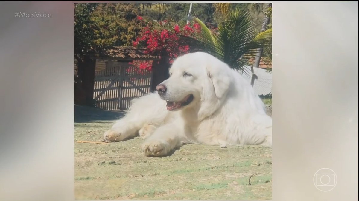 com muita tristeza, nos despedimos da Pepa, cachorrinha tão amada da nossa Namaria 🥹🐾💔 #MaisVocê #TVGlobo
