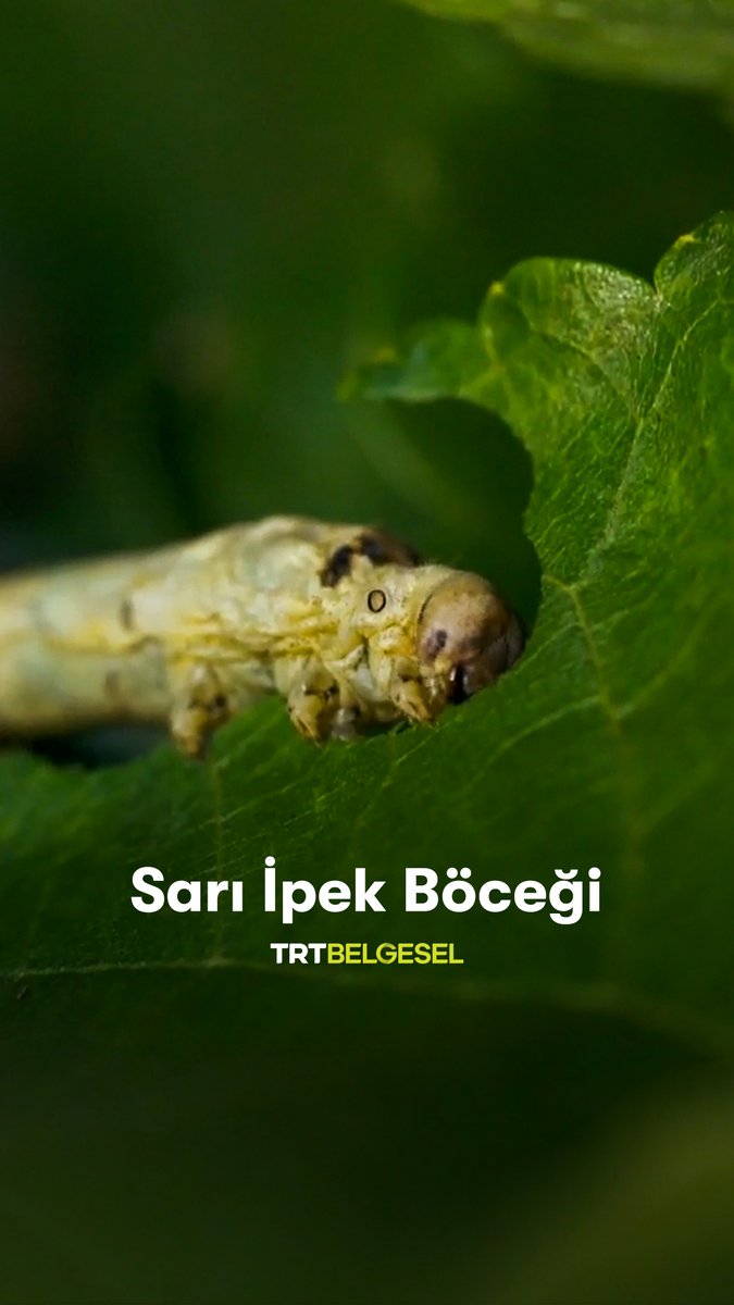 En seçkin ipekler bu ipek böceğinden elde ediliyor. 🐛 Kamboçya’da sarı ipek böceği yetiştiren Rim’e konuk oluyor, mesleğin zorluklarına tanık oluyoruz. "Büyük Mücadele", 20:30'da TRT Belgesel'de.