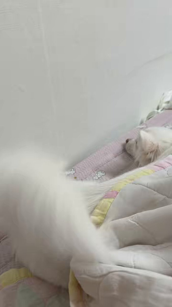 똥깨 얼마나 야르한꿈을꾸는건지 잠꼬대로 꼬리가 멈추딜않음