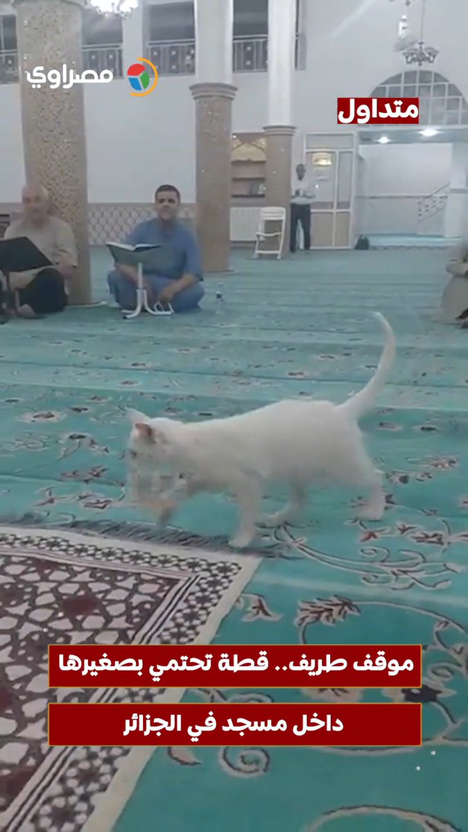 موقف طريف...قطة تحتمي بصغيرها داخل مسجد في الجزائر