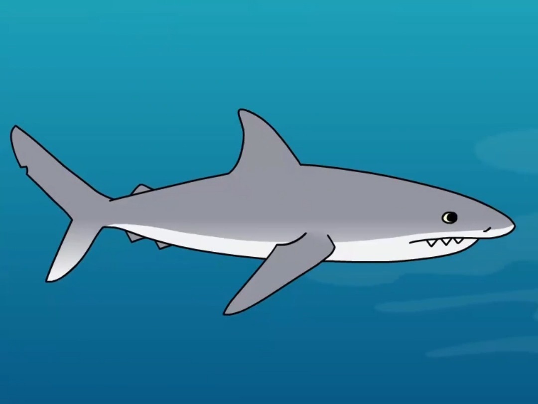 Dive in and learn how sharks navigate the seas!