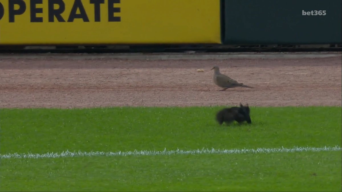 A squirrel and a dove watch the Orioles and Tigers 🤔