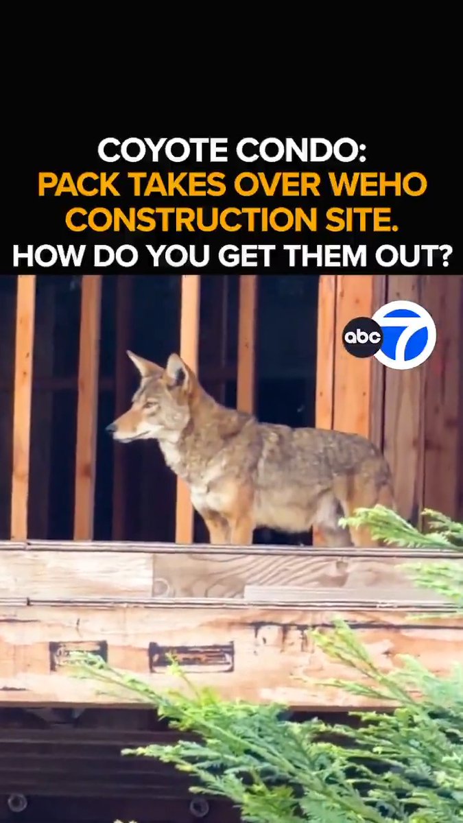 SOUND UP: The construction crews moved out, the coyotes moved in. A new nuisance is roiling a West Hollywood neighborhood as a pack of coyotes takes over an abandoned residential construction project. Eyewitness News is live from the 'coyote condo.' Tonight at 11 from ABC7.