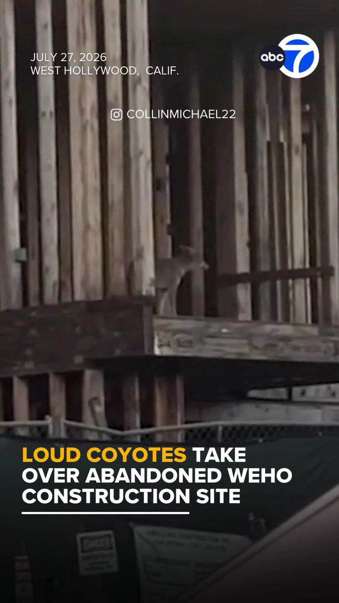 A pack of coyotes has taken over an abandoned construction zone in West Hollywood, alarming neighbors with nightly howling and barking. Read more: