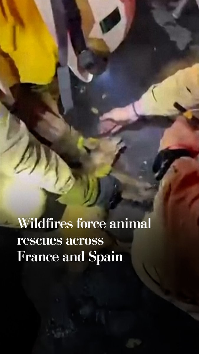 As wildfires continue to spread across parts of Europe, animals have been caught in the path of the flames. The fires have forced more than 100,000 people from their homes in Spain, while firefighters continue battling blazes across multiple countries.