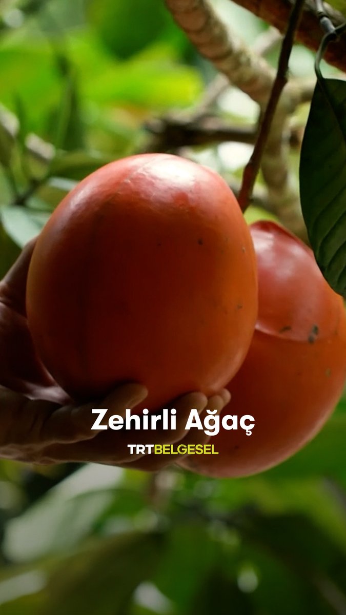 Serdar Kılıç, Borneo Adası’nda sıra dışı bir ağacı inceliyor. "Ulak", 23:00'te TRT Belgesel'de.