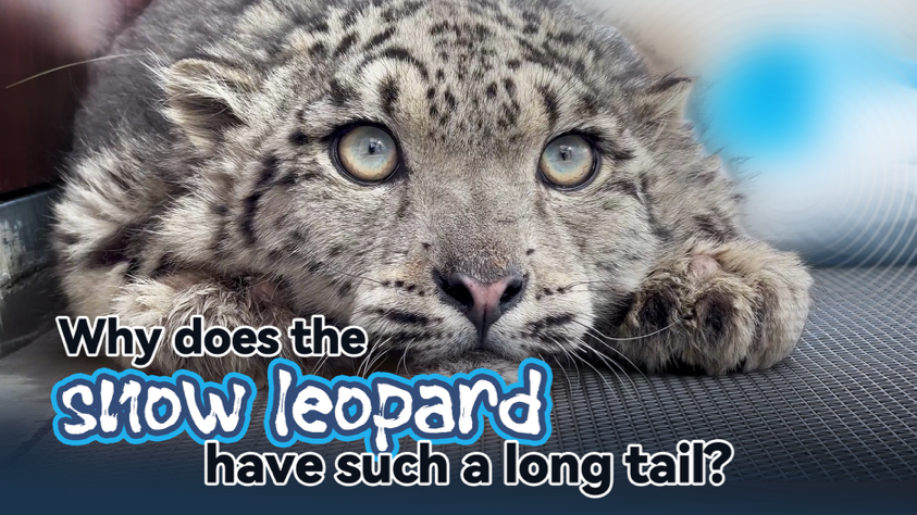 Why does the snow leopard have such a long tail?
