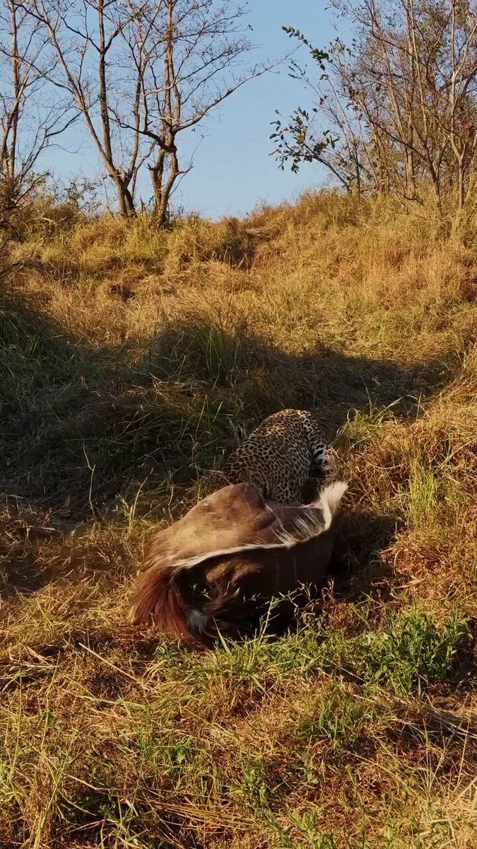 A leopard was observed successfully hunting a large Nyala bull and subsequently sharing the kill with a hyena in South Africa's Kruger National Park.