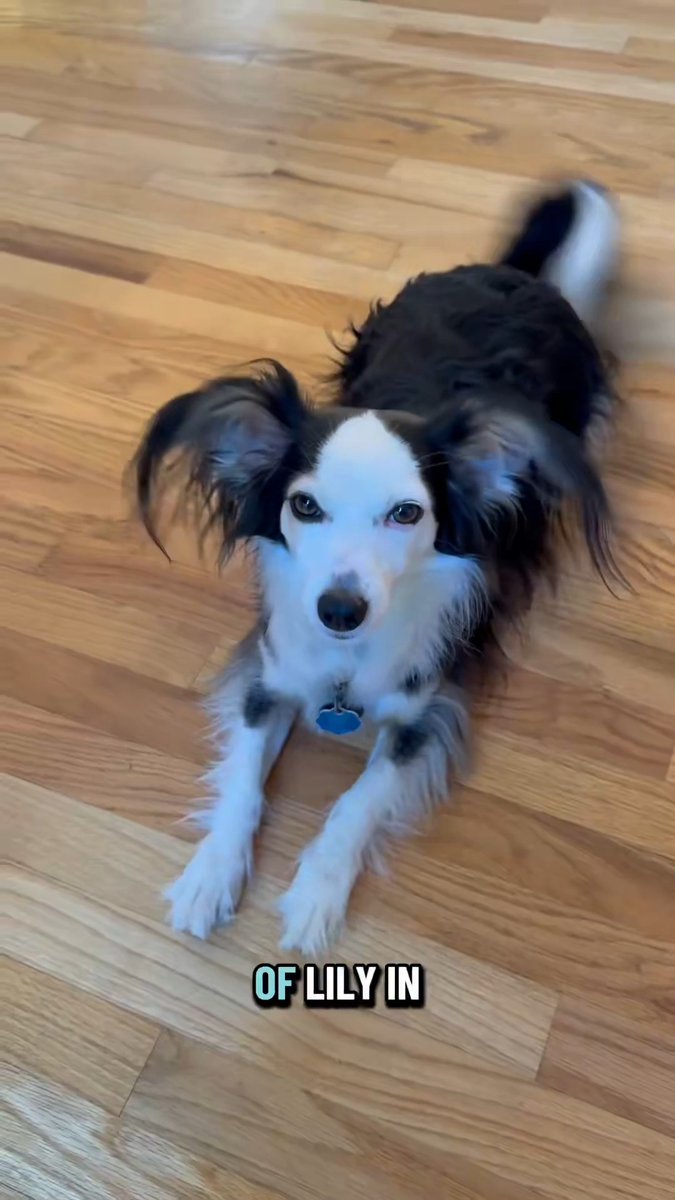 Lily is a lady even though she sometimes doesn’t act like it.