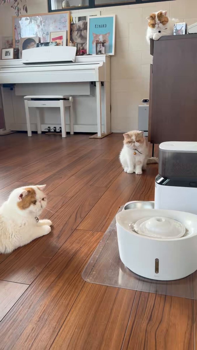 暑いから給水器に落っこちた氷を入れてみた時の反応思ったよりうす