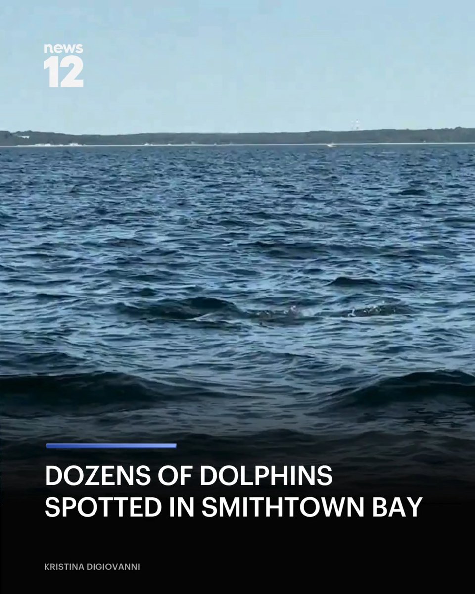 DOLPHIN SIGHTING: A large pod of dolphins was spotted leaping in and out of the Smithtown Bay waters. - #News12LI #SmithtownBay