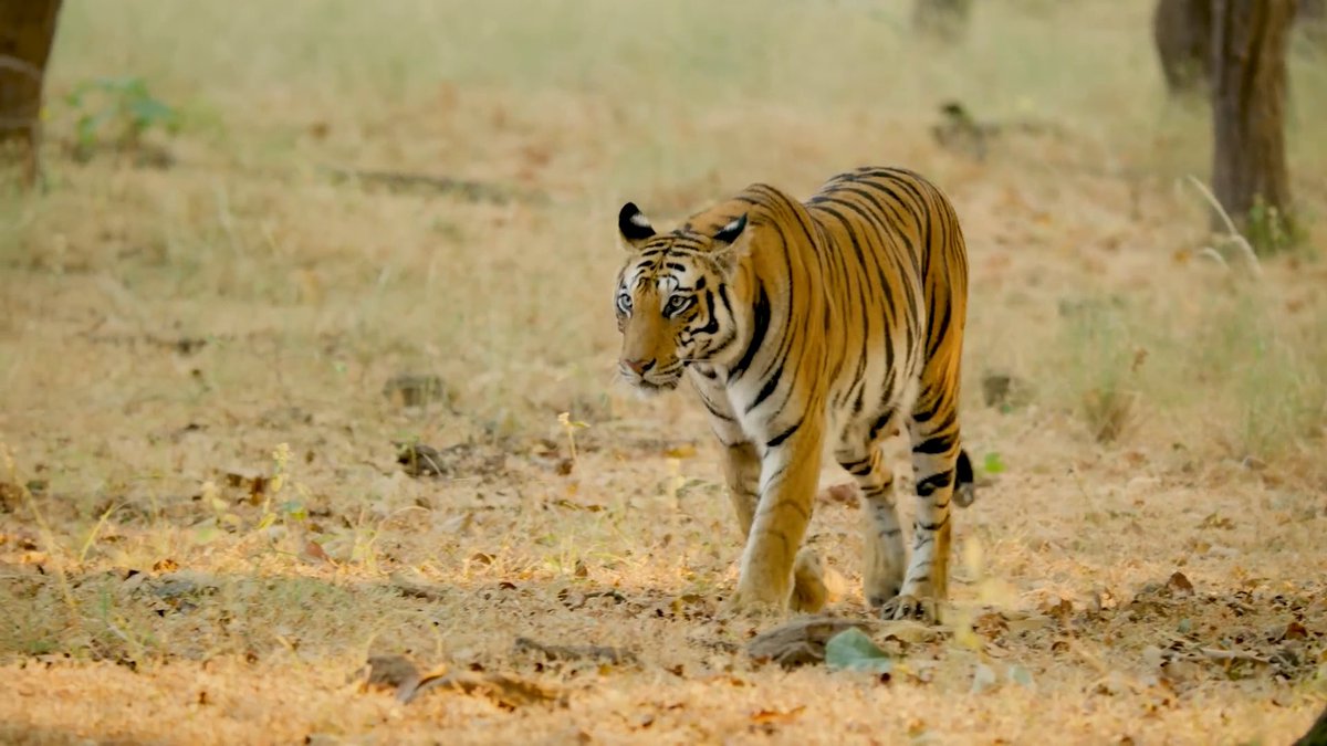 Roaring out loud🐅 India has shown remarkable success in tiger conservation. With 75% of the world's tigers counting to 3,682, spread across 58 reserves, India remains the global leader in tiger conservation. This encouraging data mirrors the health of the Indian forests and focus on conservation. We remain committed to protecting our tigers along with their ecosystems, and supporting communities whose livelihoods are intertwined with our forests. #IndiaForTigers 🐯