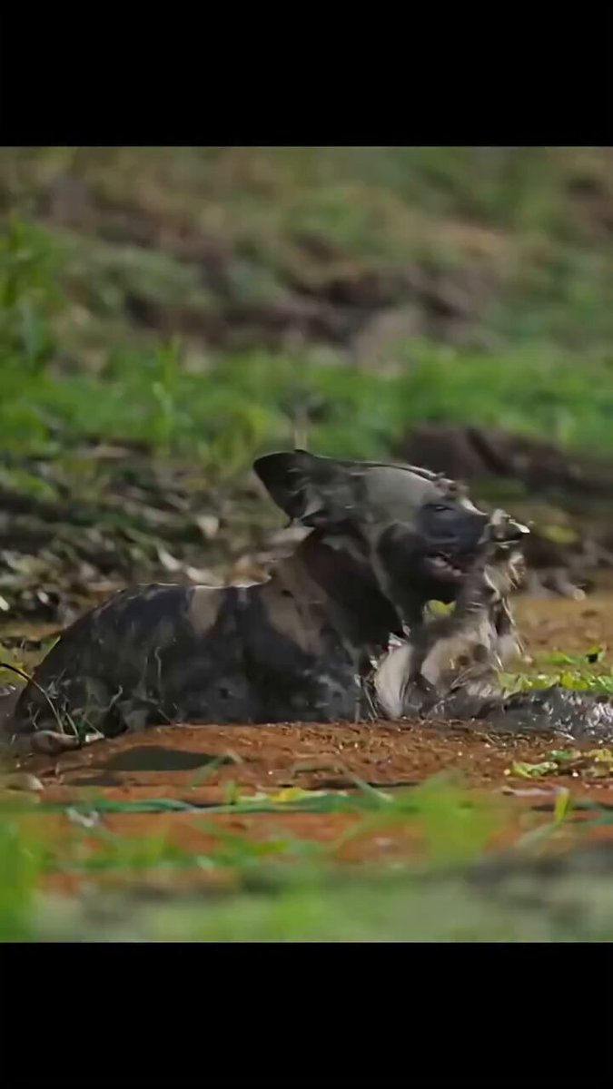 A fierce battle for survival ends in heartbreak. After escaping a crocodile's jaw, Flint's family stays by his side until his final breath. Nature can be breathtaking and cruel all at once. 💔🐊 #NatureIsCruel #AfricanWildDog #Wildlife