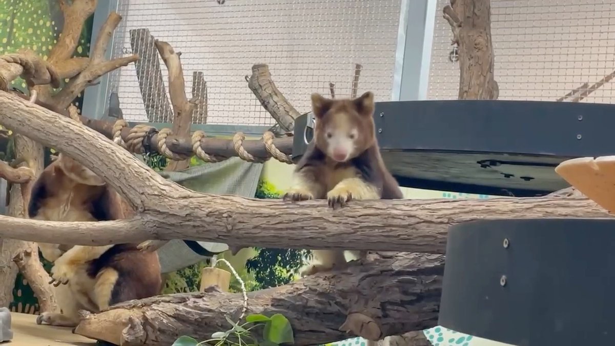 Happy first birthday, Nane! 🦘🎂 Our little Huon tree kangaroo just turned one year old! Nane and Pearl celebrated with birthday decorations and their favorite veggies. As a member of an Endangered species, every birthday is a milestone worth celebrating. Here’s to many more! Video: Animal Care Specialist Thea McCormack #TreeKangaroo #DenverZooConservationAlliance #EndangeredSpecies #SavingWildlifeTogether