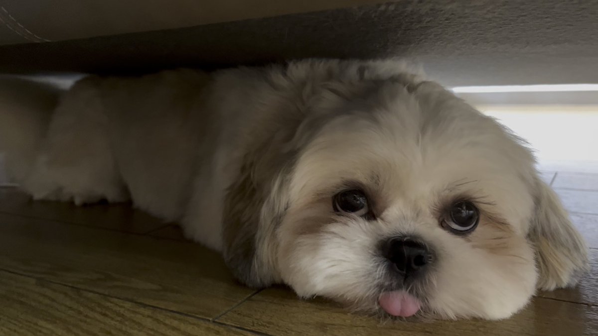 【急募】犬言語に詳しい方 めずらしくおしゃべりしてくれたのですが、犬語が分からず困っています。 どなたかニンゲン語に翻訳してもらえないでしょうか