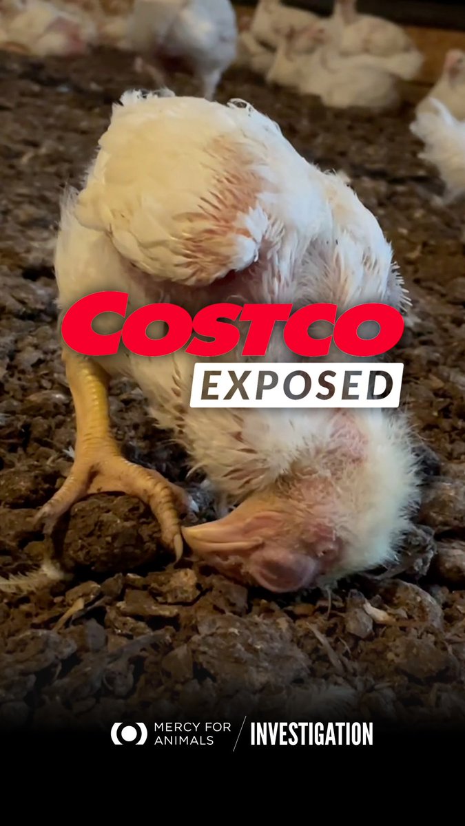 ⚠️ BREAKING INVESTIGATION: Baby chicks were beaten, crushed, and buried alive at a farm raising chickens for Costco. 📢 Share this post and take action now at #CostcoExposed #Costco Costco