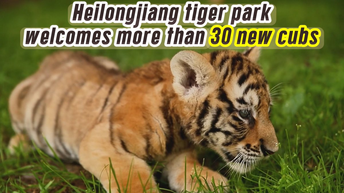 Happy Global Tiger Day! Since April, more than 30 Siberian tiger cubs have been born at a park in northeast China. Now under round-the-clock nursery care, the tiny predators are expected to be weaned in about three months. Tourism helps fund the park's conservation.🐯🐯🐯