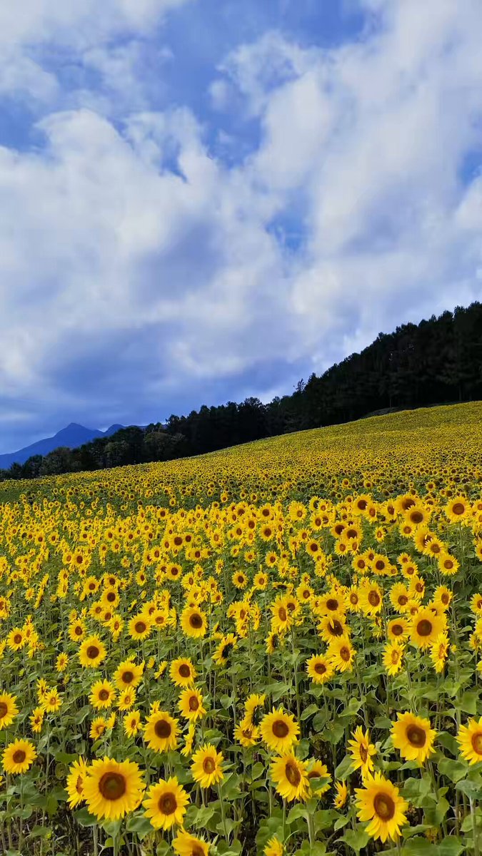 北海道のひまわり畑がすごすぎる🌻🌻🌻