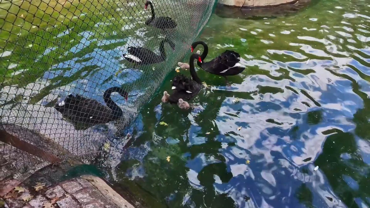 Kuğulupark'ta dört kuğu doğdu Parkta 11’i yetişkin siyah kuğu ve üç beyaz kuğu bulunuyordu.