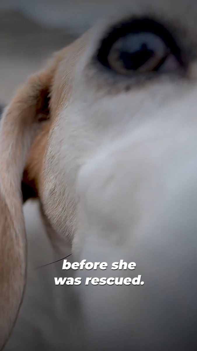 From never-ending torment inside Red Beast's lab to loving homesโLeo, Galileo, Tinkerbelle, Poppy, Ivy, & Walter are finally getting the lives they've always deserved ๐ฅฐโจ We worked tirelessly to help shut this hellhole down, and now these survivors are free to just be dogs!
