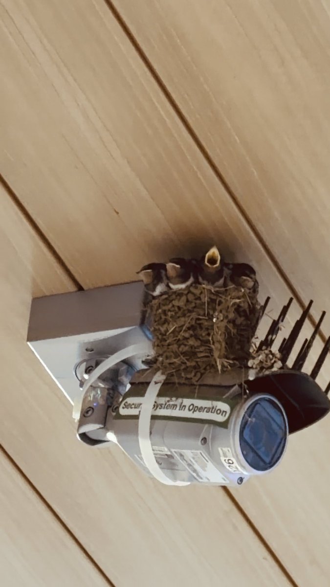 こんなときになんですが、都心の駅の防犯カメラの上の鳩よけをかいくぐってつくられたツバメの巣です。最後のほうで改札入ってすぐなのがわかると思います。2026年7月29日撮影。親ツバメは改札を通っておそらく神宮外苑からエサを運んできています。駅員さんに大事にされて暑い中大きく育っています。