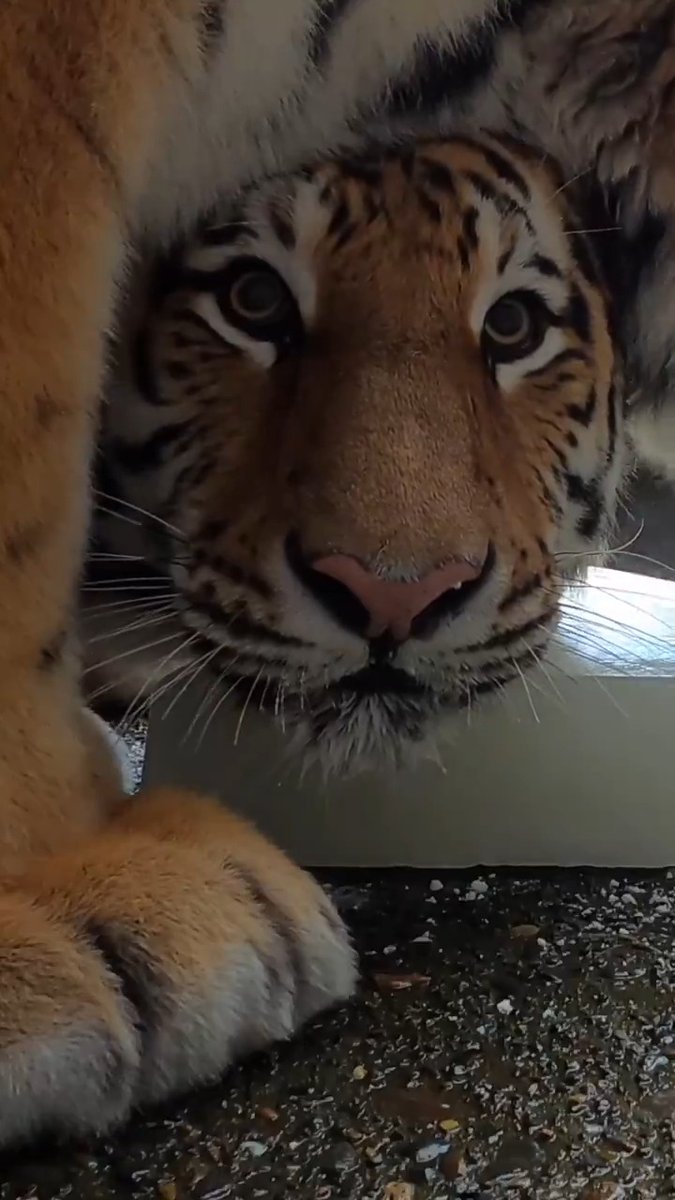 Practically purrfect in every way. Happy International Tiger Day!