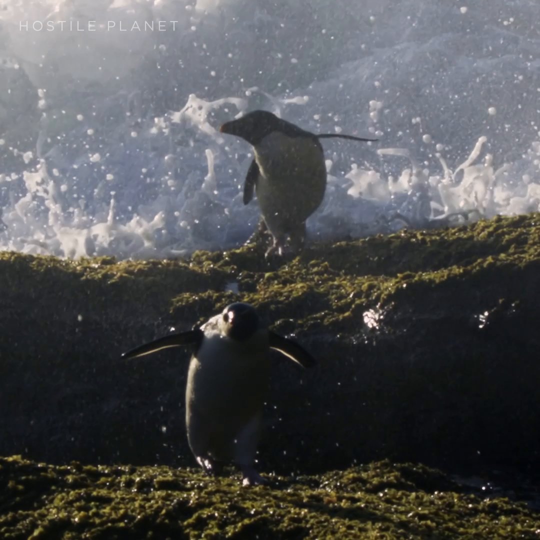 Motherhood is not for the faint of heart ❤️ Rockhopper penguins use their strong, narrow, flipper-like wings to propel themselves through even the strongest currents, and then hop from rock to rock to reach their cliffside home. #HostilePlanet is now streaming on Disney+.