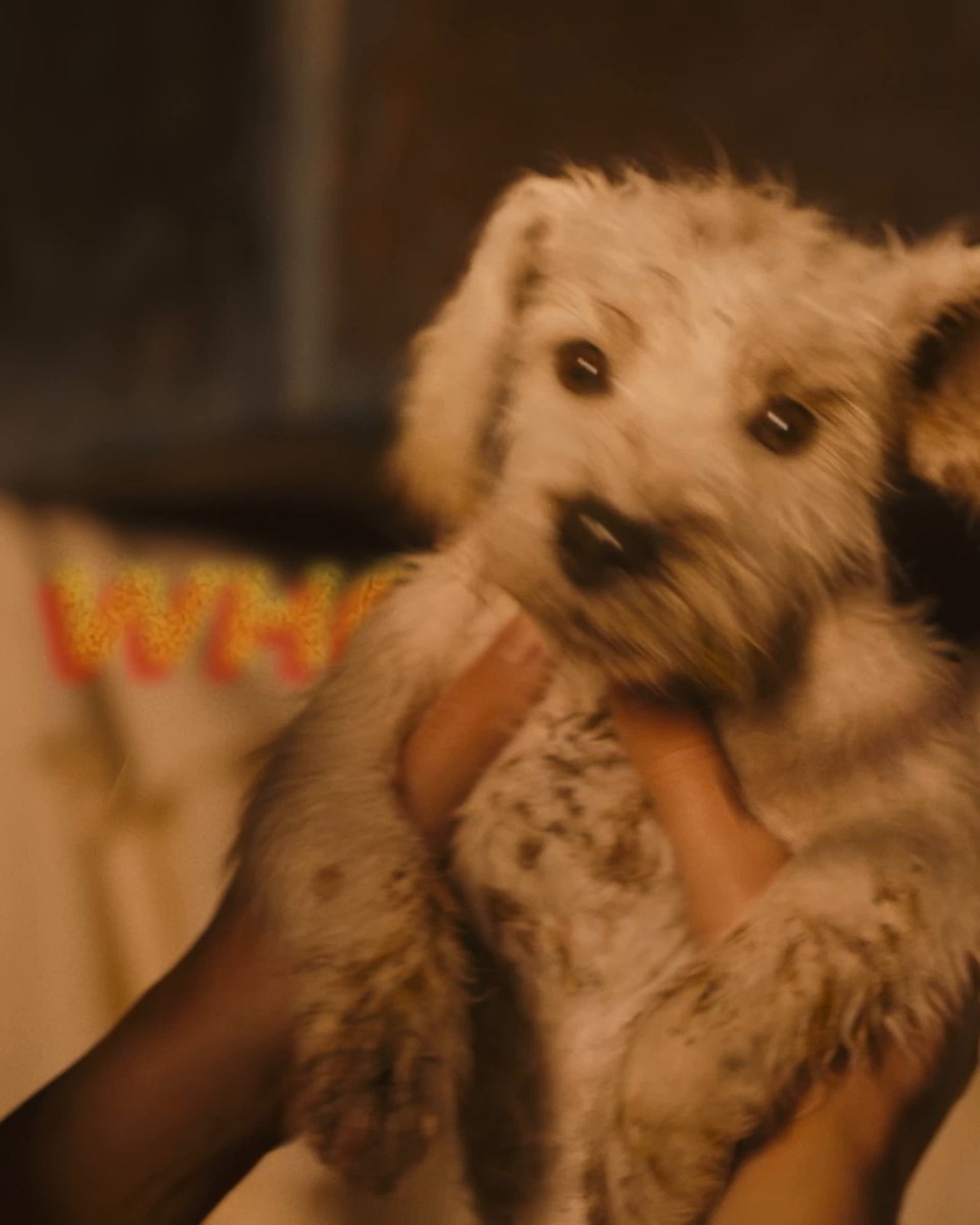 Home is wherever Krypto is. #Supergirl is available now on Digital.