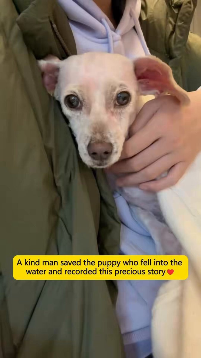 Un hombre encontró a un cachorro 🐶 que cayó en una piscina llena de agua en mal estado. Gracias a Dios a este señor lo cogió y le dio una vida mejor.