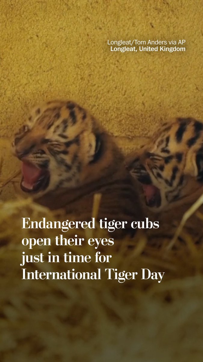 Two Amur tiger cubs were born at Longleat safari park earlier this month, opening their eyes just in time for International Tiger Day on July 29. The day is an opportunity for conservationists to bring attention to the threats facing tigers, which are an endangered species.