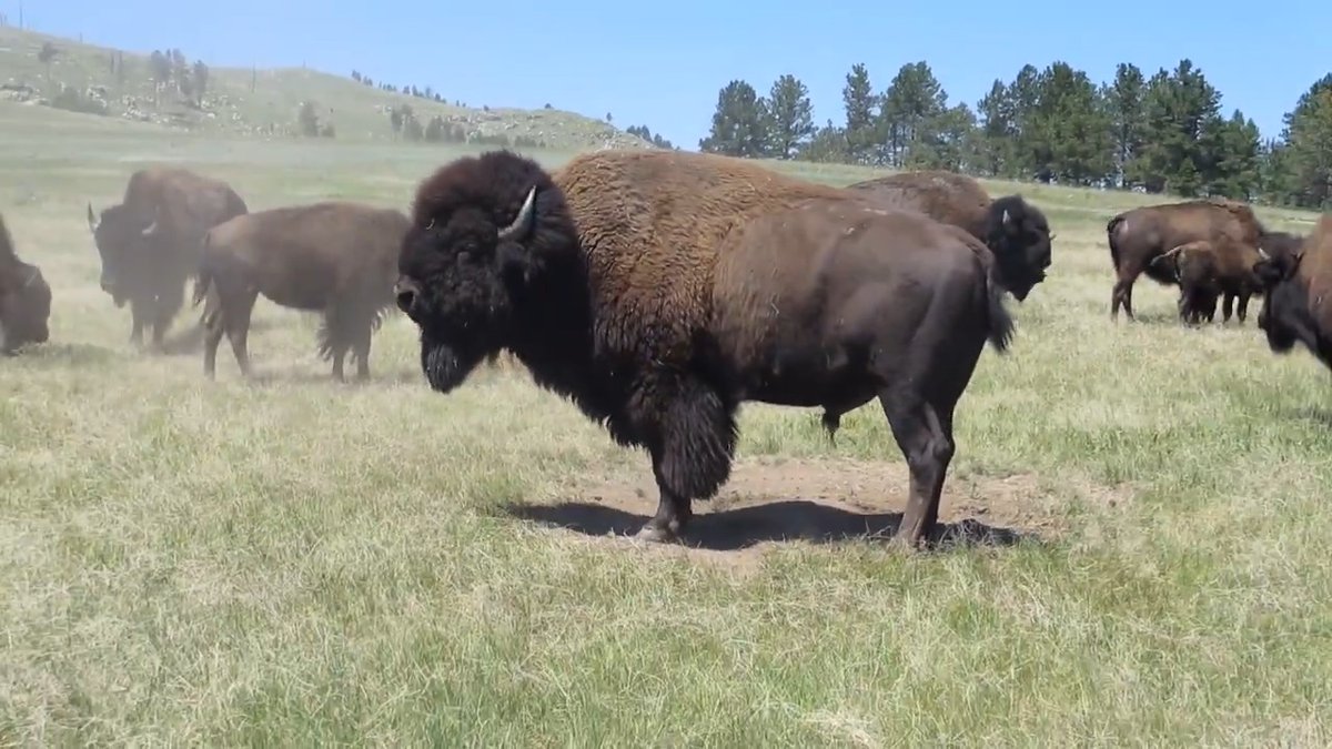 Rut season is back and the bison are hot and bothered. From now until September, it’s mating season for bison. Bulls compete for mates and can become much more aggressive. When visiting public lands, give the bison plenty of space and admire them from a safe distance away.