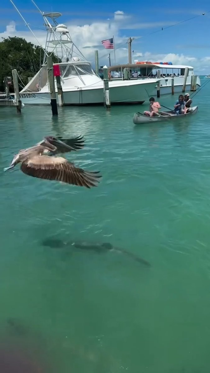 Consequences for catching the pets!! 😂 📸@reel.floridian.fishing #FindYourAdventure #outdoors #fish #fishing #tarpon