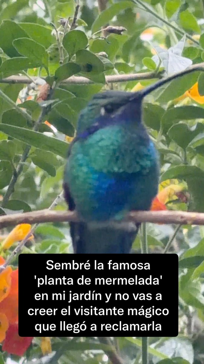 Sembré la planta de “mermelada" (Streptosolen jamesonii) en mi casa y el resultado fue rápido: me llegó este espectacular Colibri coruscans (Colibrí chillón) a reclamar su festín. ¿Conocían este imán natural de aves? Hace falta que muchos aportemos y sembremos plantas para aportar a la estructura ecológica de Bogota