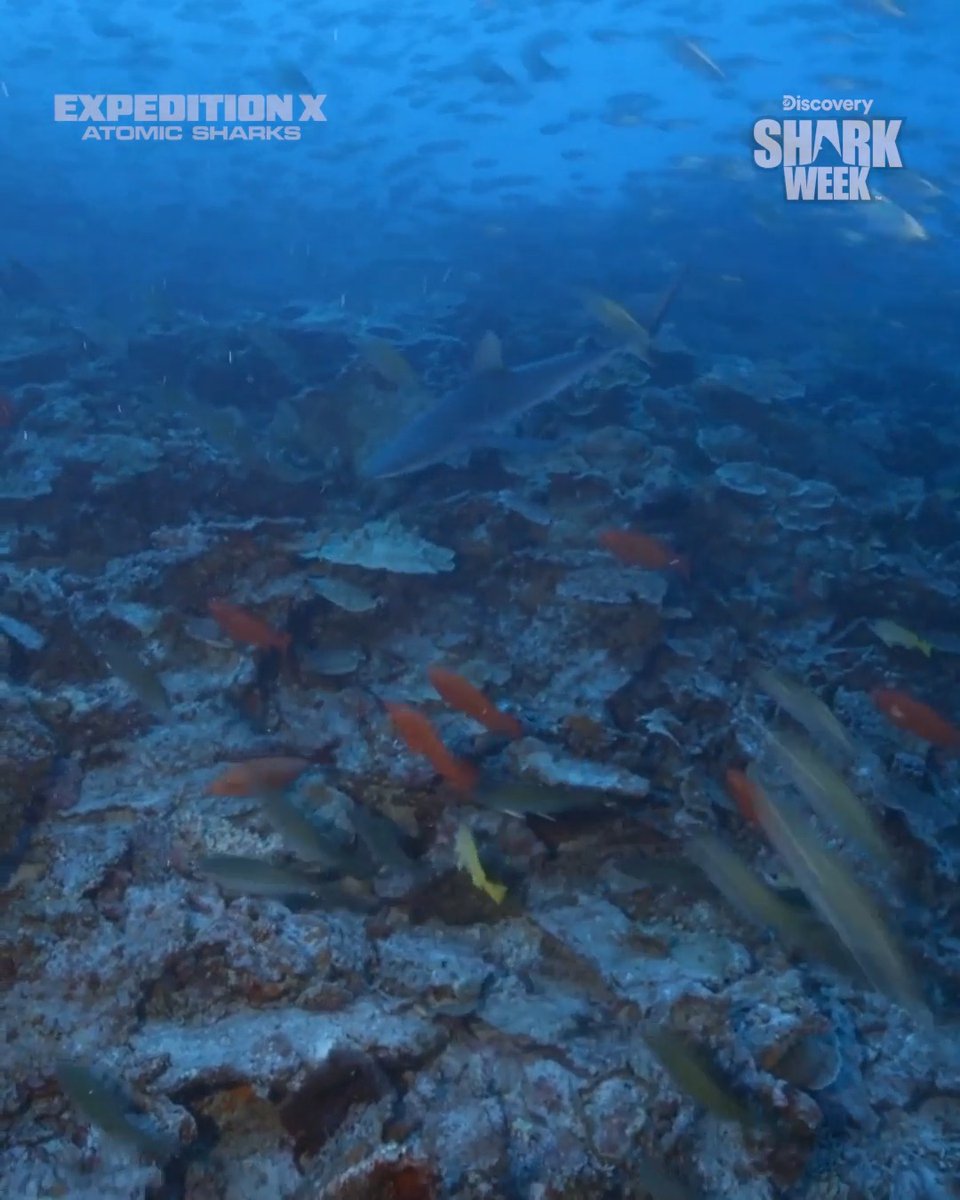 These reef sharks are displaying abnormal behaviors 👀 Could the Marshall Islands’ atomic history be part of the story?? Keep watching Expedition X Atomic Sharks during #SharkWeek on Discovery!
