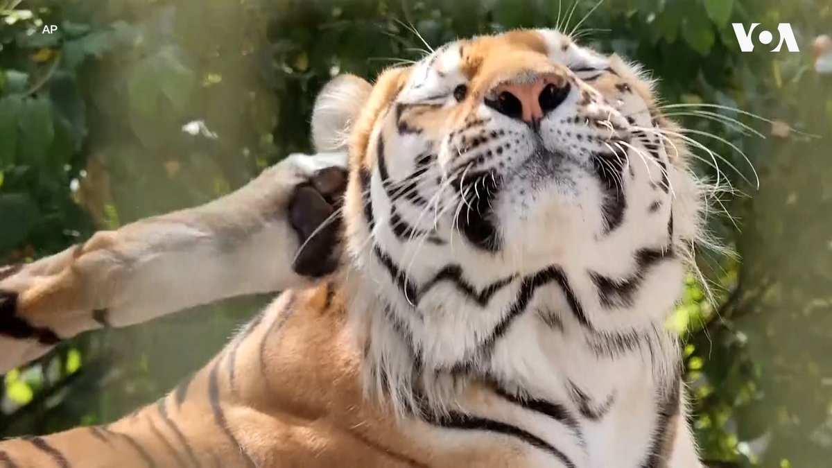 7月29日全球老虎日,英国朗利特野生动物园(Longleat Safari Park)宣布,两只两周大的东北虎幼崽首次睁眼,正在健康成长。目前全球野生东北虎仅存约500只,英国动物园正通过繁育计划和新建保护中心,帮助这一濒危物种。 更多内容👉
