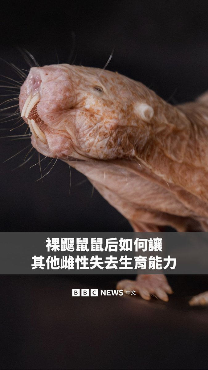 研究人员发现，裸鼹鼠“鼠后”会利用一种堪称“超级避孕药”的物质，暂时抑制族群中其他雌性的生育能力，使它们在一段时间内无法繁殖。 裸鼹鼠是极少数具有“真社会性”的哺乳动物，类似于蜜蜂和蚂蚁，一个家族中通常只有一只雌性负责繁衍后代。