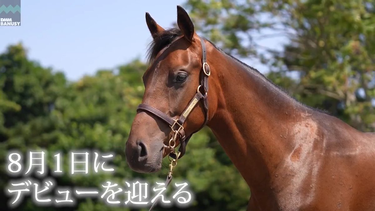DMM バヌーシー シェーンリヒト が 8月1日(土) 新潟競馬場 第2レース 2歳新馬 (芝1800m、10:20発走)でデビューします! デビュー戦の前にスペシャル動画をぜひご覧ください! #BanusySpecialMovie
