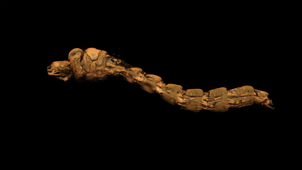 Glassworms can hang out at pressures that would kill most humans, thanks to these specialized air sacs. Learn more: News from Science